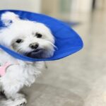 Spay and neuter near me