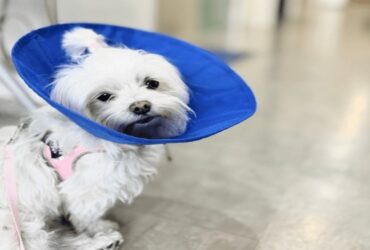 Spay and neuter near me