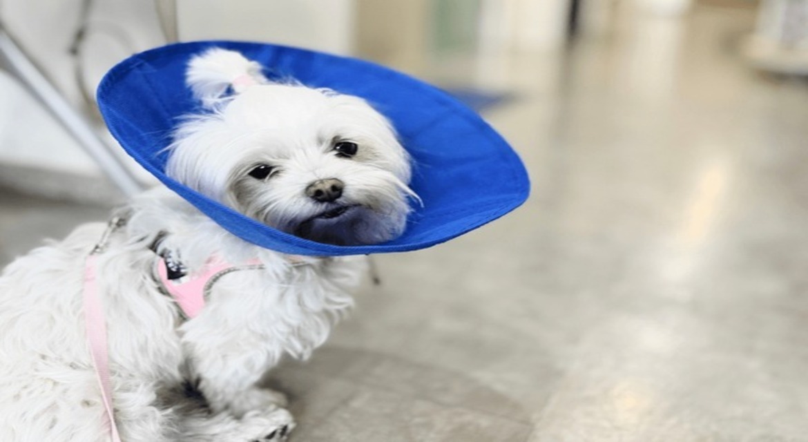 Spay and neuter near me