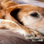 Chemotherapy for Pets: What Vets Want You to Know