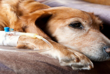 Chemotherapy for Pets: What Vets Want You to Know
