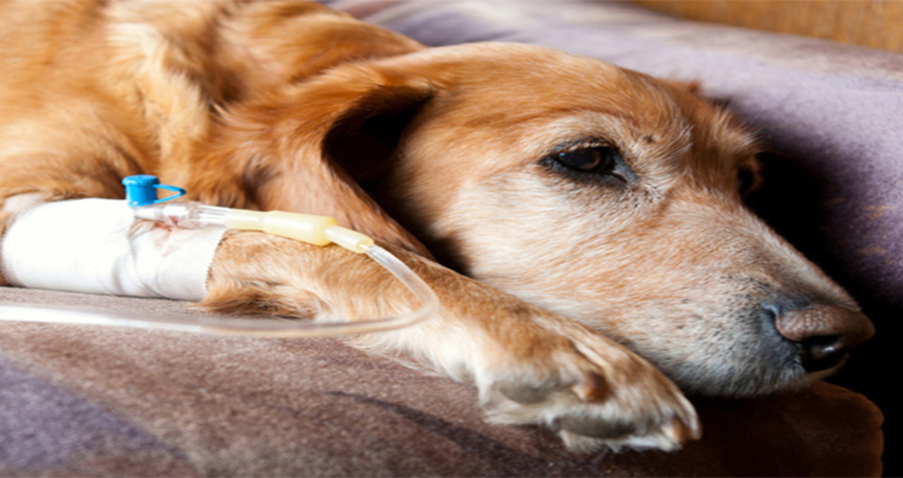Chemotherapy for Pets: What Vets Want You to Know