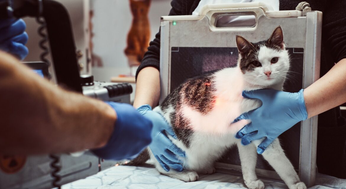Cat Neutering & Sterilization Cost Guide