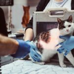 Cat Neutering & Sterilization Cost Guide