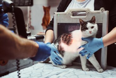 Cat Neutering & Sterilization Cost Guide
