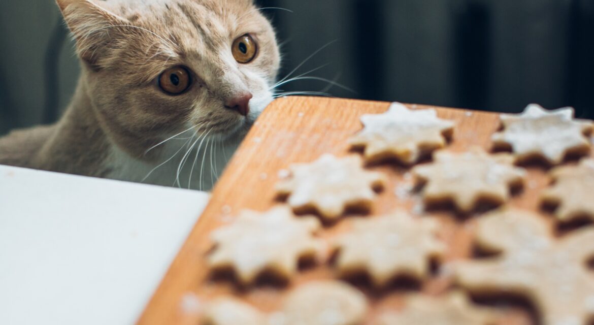 Can Cats Eat Biscuits? Safe or Harmful?