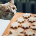 Can Cats Eat Biscuits? Safe or Harmful?