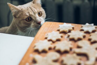 Can Cats Eat Biscuits? Safe or Harmful?
