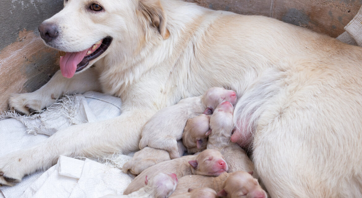 Dog Gestation Period: What Every Owner Must Know