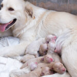 Dog Gestation Period: What Every Owner Must Know