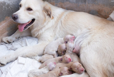 Dog Gestation Period: What Every Owner Must Know