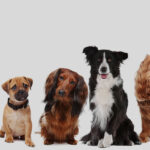 How to Pick the Right Dog Breed in India