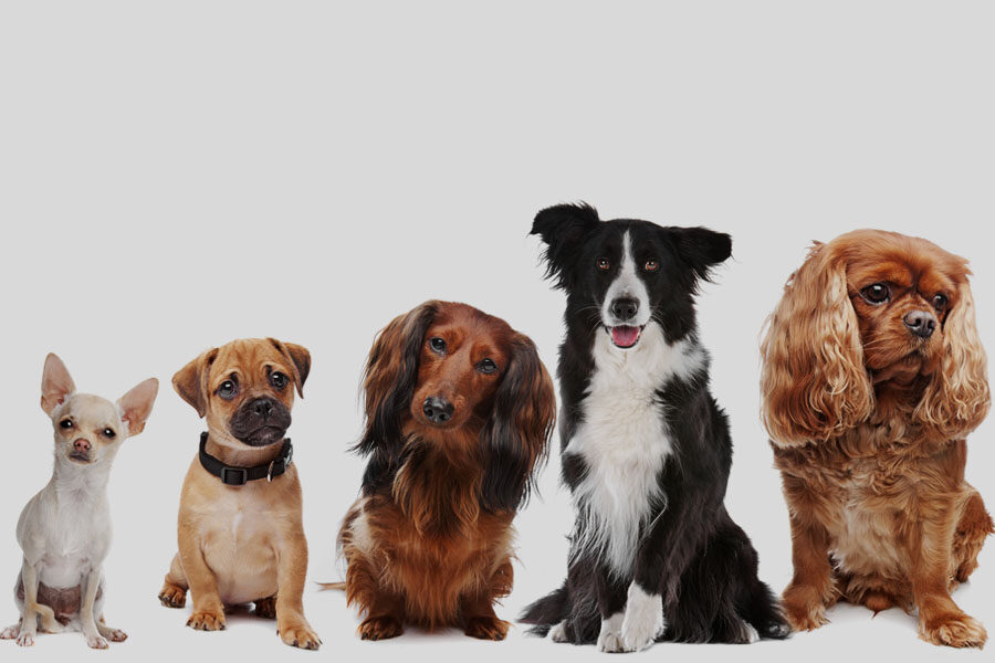 How to Pick the Right Dog Breed in India