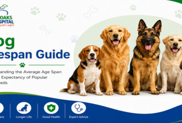 What Is the Average Lifespan of a Dog?