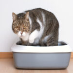 Cat Urethral Blockage: Signs Every Owner Must Know