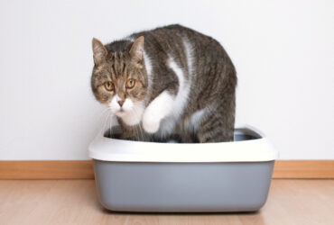 Cat Urethral Blockage: Signs Every Owner Must Know