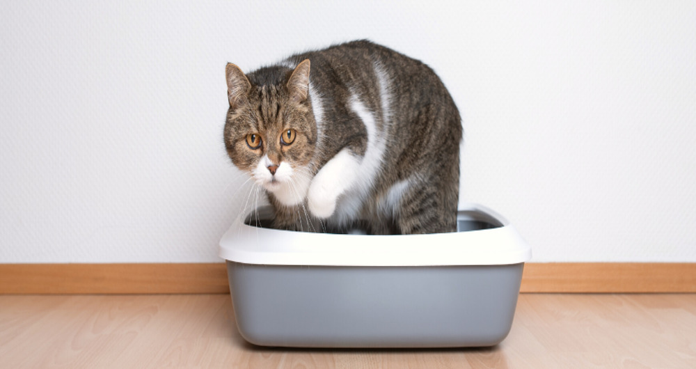 Cat Urethral Blockage: Signs Every Owner Must Know