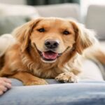 Golden Retrievers: What to Know Before Adopting