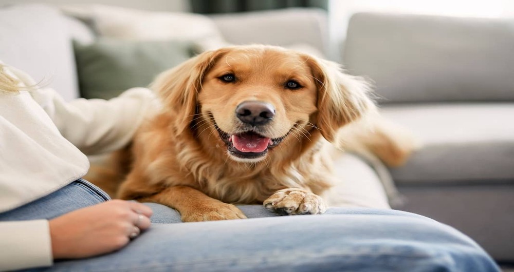 Golden Retrievers: What to Know Before Adopting