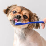 Best Pet Dental Care Tips for Healthy Smiles