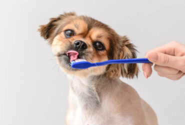 Best Pet Dental Care Tips for Healthy Smiles