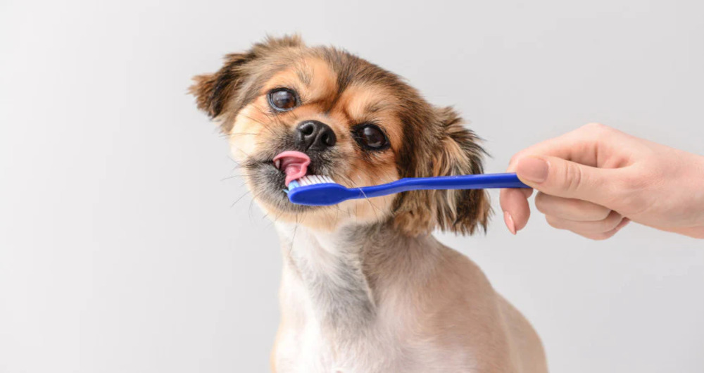 Best Pet Dental Care Tips for Healthy Smiles