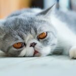 What Are the Early Signs of Cat Parvo?