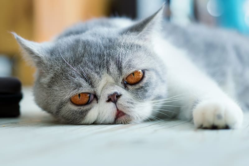 What Are the Early Signs of Cat Parvo?