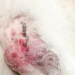 What Is Pyoderma in Dogs? Signs & Treatment