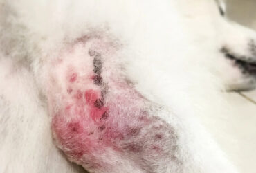 What Is Pyoderma in Dogs? Signs & Treatment