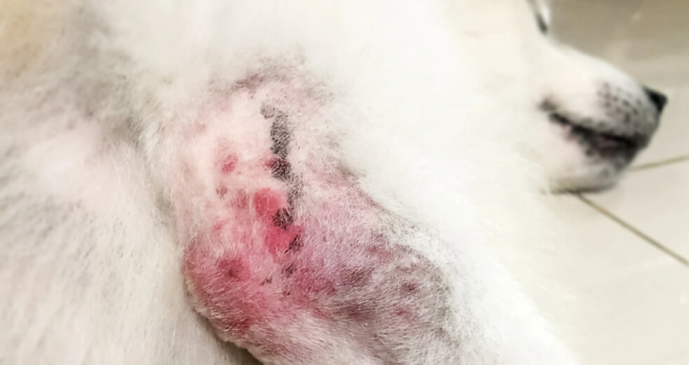 What Is Pyoderma in Dogs? Signs & Treatment