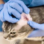 How Do You Know If Your Cat Has an Ear Infection?
