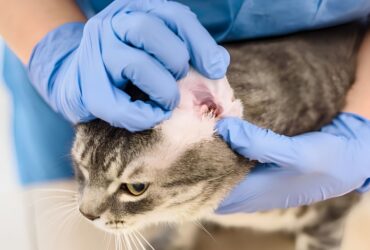 How Do You Know If Your Cat Has an Ear Infection?