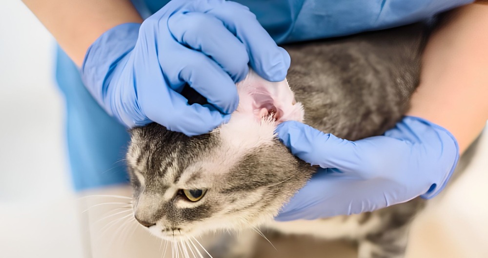 How Do You Know If Your Cat Has an Ear Infection?