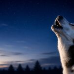 Why Is My Dog Howling? Causes & Vet Advice