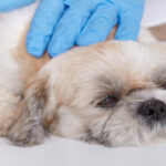 Dog Fungal Infections: Signs & Treatment