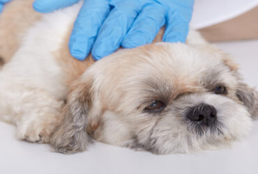 Dog Fungal Infections: Signs & Treatment