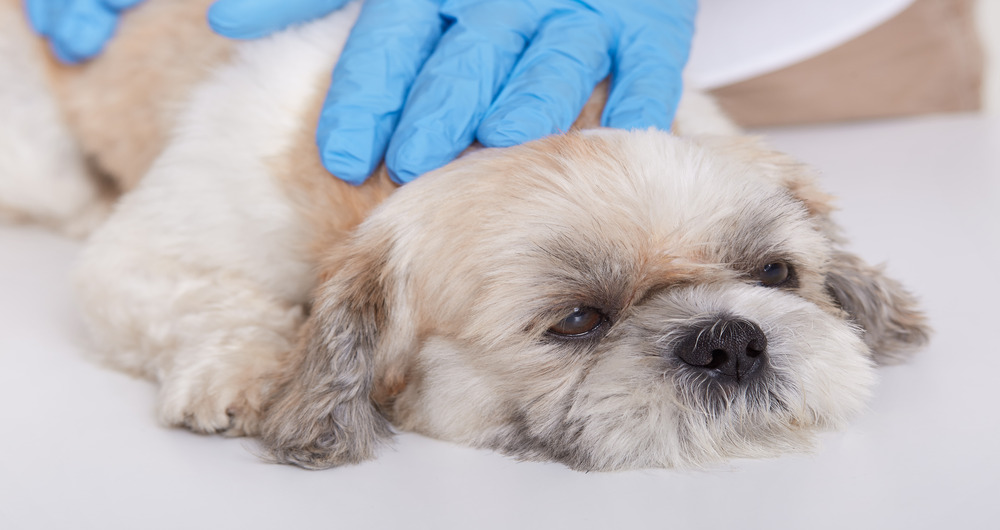 Dog Fungal Infections: Signs & Treatment