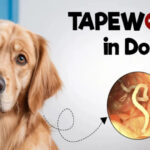 How Can You Prevent Worms in Dogs?