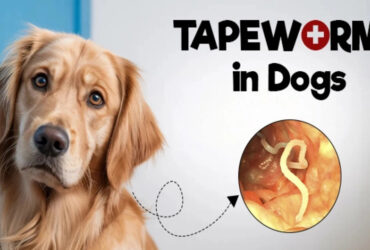 How Can You Prevent Worms in Dogs?