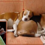 Does Your Pet Need a Vet for Fleas or Ticks?