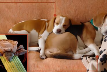 Does Your Pet Need a Vet for Fleas or Ticks?