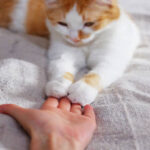 Can Cats Be Trained? A Simple Guide for Owners