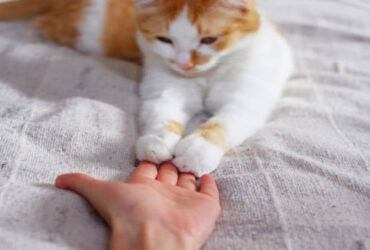 Can Cats Be Trained? A Simple Guide for Owners