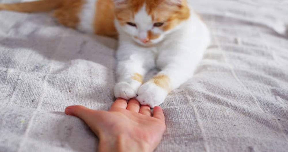 Can Cats Be Trained? A Simple Guide for Owners