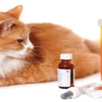 Can Cats Take Painkillers? What Pet Parents Should Know