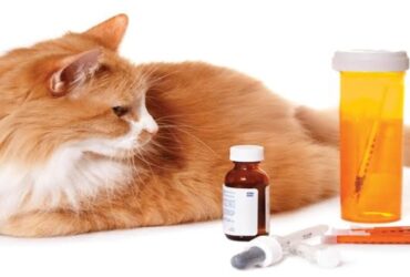 Can Cats Take Painkillers? What Pet Parents Should Know