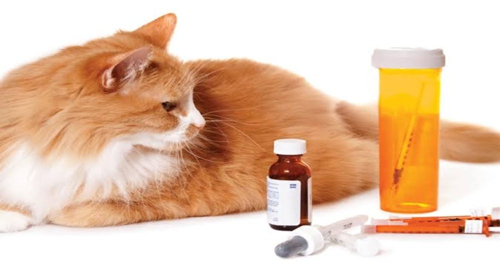 Can Cats Take Painkillers? What Pet Parents Should Know