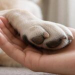 Dog Paw Care in Monsoon: How to Prevent Infections and Irritation