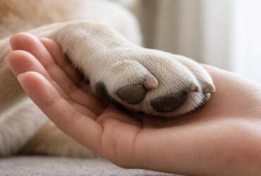 Dog Paw Care in Monsoon: How to Prevent Infections and Irritation